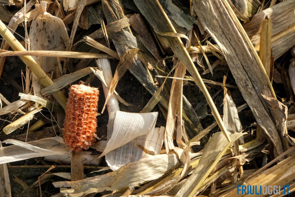 Dagli scarti agricoli nuovi prodotti e lavoro, le opportunità per le imprese del Fvg