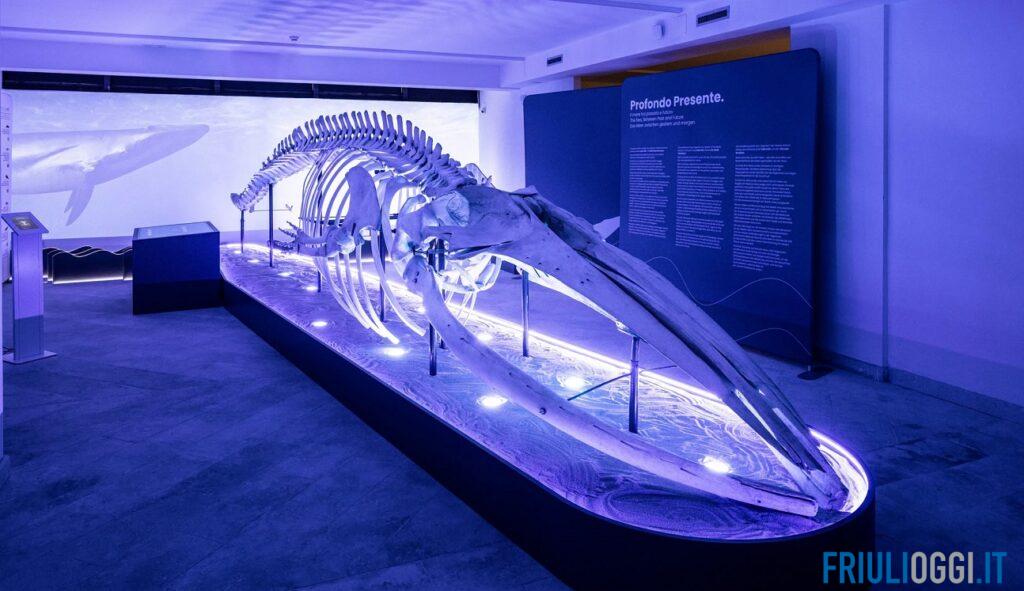 Dal fondo del mare al museo: lo scheletro di Boralena in mostra a Grado