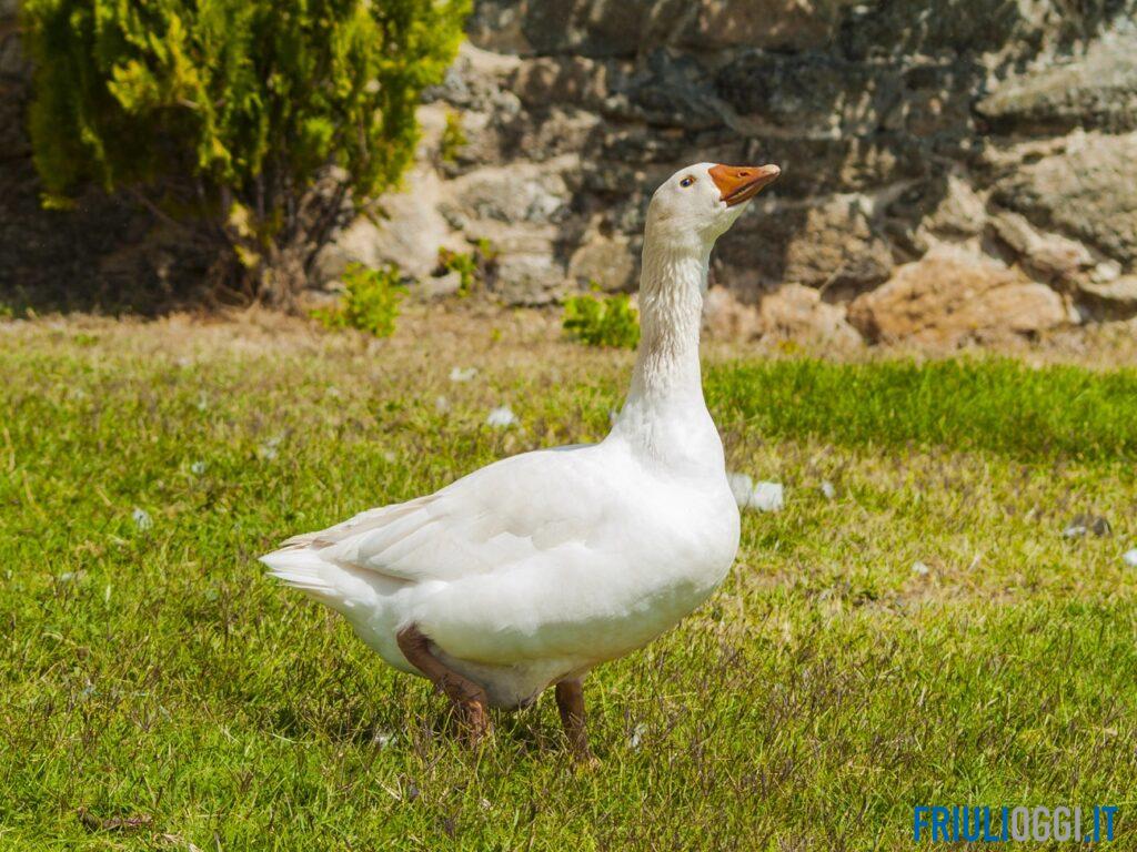 Gastone, l’oca di Fiume Veneto, divide il paese. Gli animalisti: “Giù le mani da lui”