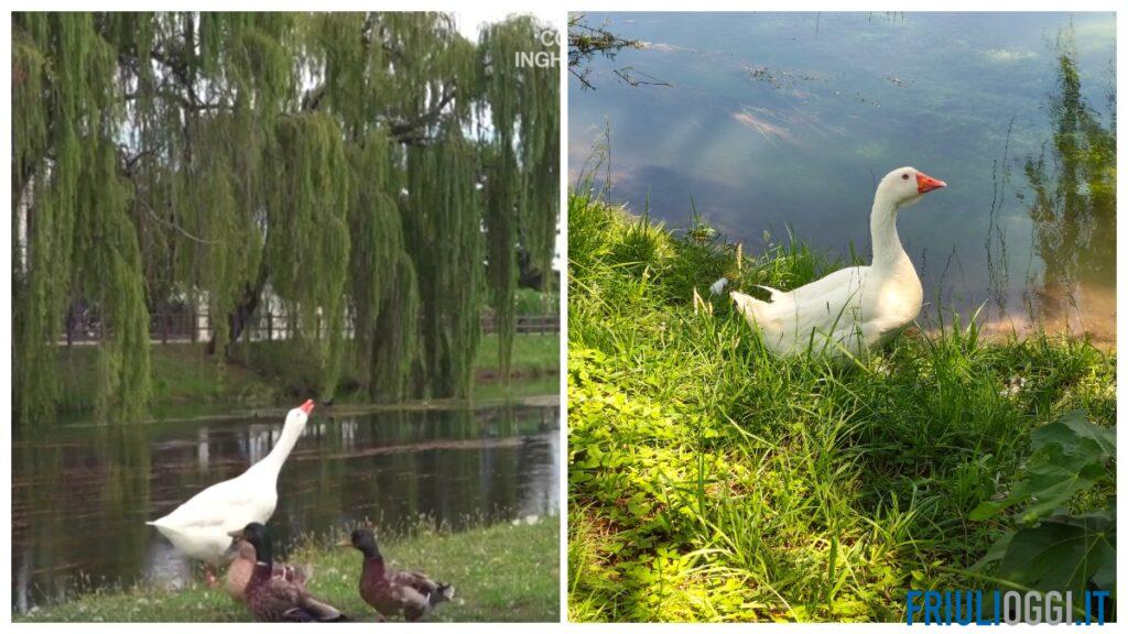 L’oca Gastone non corre rischi, il Comune: “Nessuna emergenza, sarà la mascotte di Agriflumen”