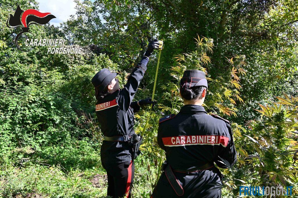 Blitz nel casolare, scoperta una piantagione di marijuana nascosta tra i rovi: sequestrate 51 piante