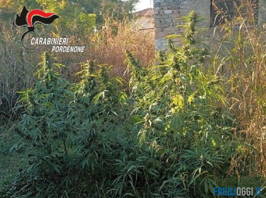 Coltiva piante di marijuana nel giardino di casa: denunciato a Porcia