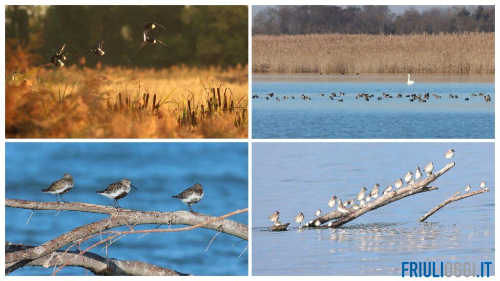 A Grado l’autunno porta in laguna migliaia di uccelli migratori